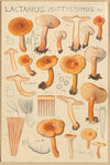 Lactarius camphoratus, Lactarius mittissimus (1915-1945)