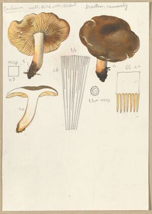 Lactarius (1915-1945)