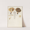 Lactarius (1915-1945) by Hans Walty