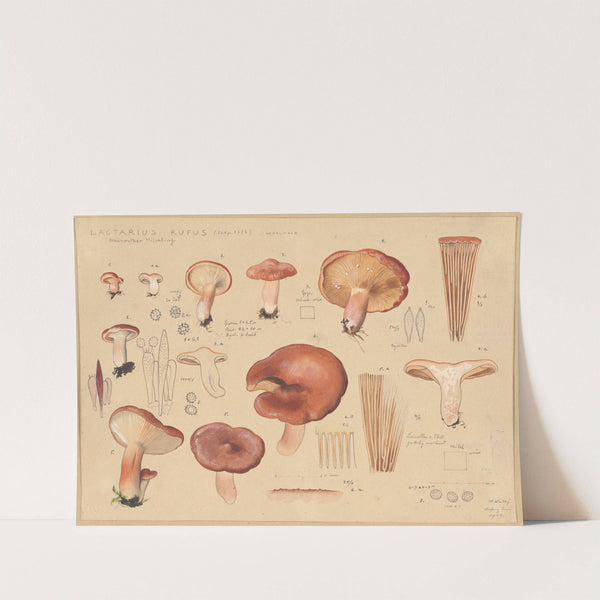 Lactarius rufus (Scop. 1772) (1915-1945) by Hans Walty