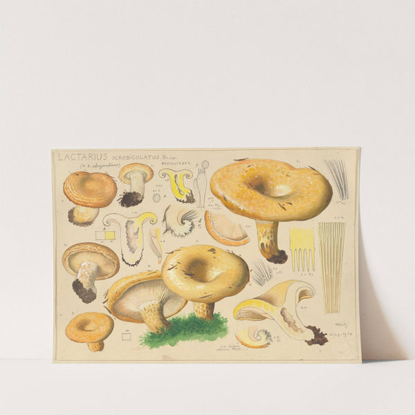 Lactarius scrobiculatus Scop. (1915-1945) by Hans Walty