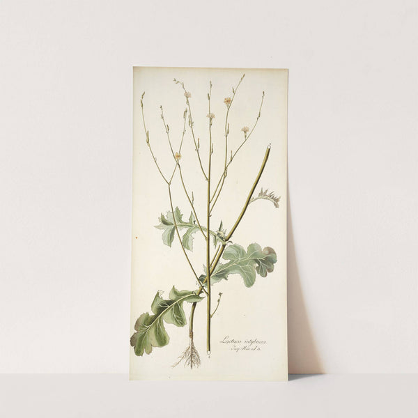 Lactuca intubacea by Nikolaus Joseph Freiherr von Jacquin