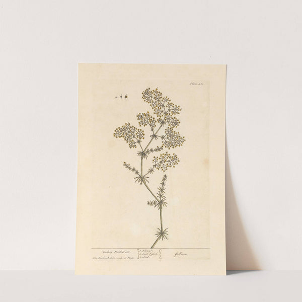 Ladies bedstran by Elizabeth Blackwell