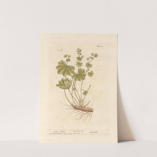 Ladies mantle by Elizabeth Blackwell