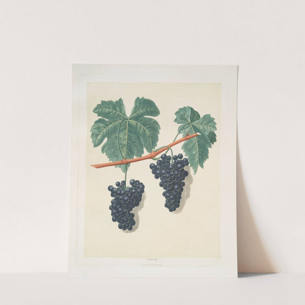 Lady Bathurst’s Tokay grapes. (1812) by George Brookshaw