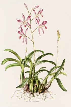 Laelia Autumnalis