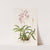 Laelia Autumnalis (1837-1843) by James Bateman