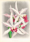 Laelia elegans