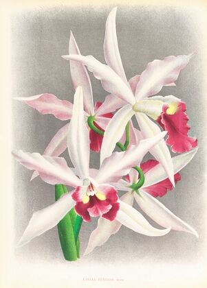 Laelia elegans