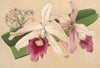 Lælia purpurata, var. Nelisii