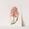 Laelia Superbiens (1837-1843) by James Bateman