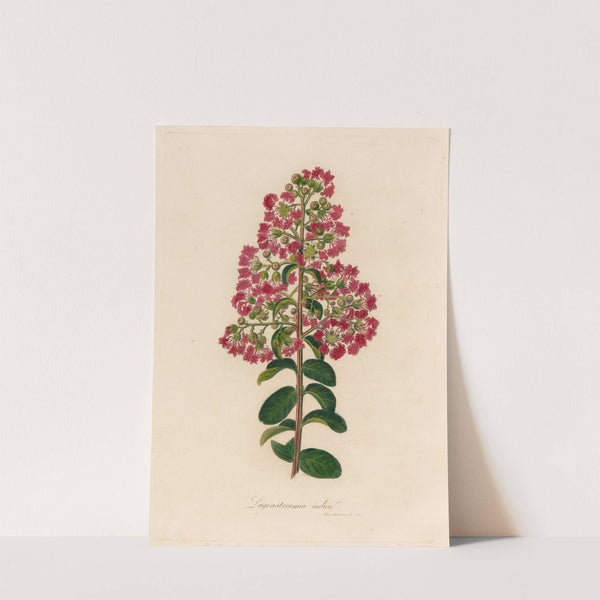 Lagenstroemia indica (1818-1824) by Gaetano Savi