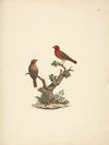 Lagonosticta senegala (Red-billed Firefinch)