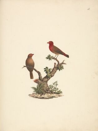 Lagonosticta senegala (Red-billed Firefinch)