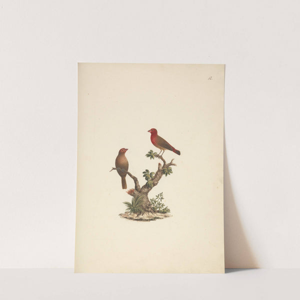 Lagonosticta senegala (Red-billed Firefinch) by Luigi Balugani