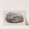 Lagopus mutus. Autumn plumage. Ptarmigan (autumn plumage). (1862-1873) by John Gould