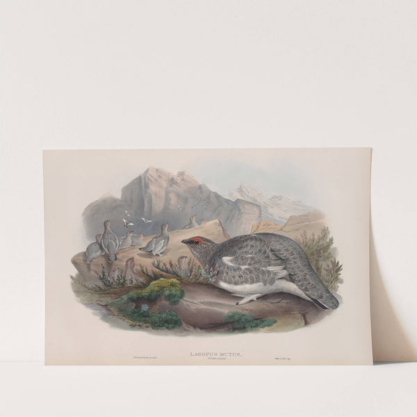 Lagopus mutus. Autumn plumage. Ptarmigan (autumn plumage). (1862-1873) by John Gould