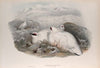 Lagopus mutus. Ptarmigan. (1862-1873)