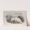 Lagopus mutus. Ptarmigan. (1862-1873) by John Gould