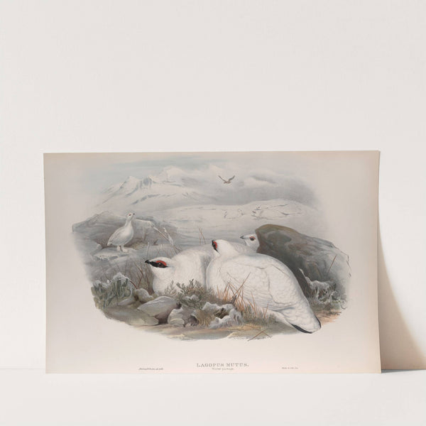 Lagopus mutus. Ptarmigan. (1862-1873) by John Gould