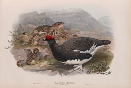 Lagopus mutus. Summer plumage. Ptarmigan (summer plumage). (1862-1873)