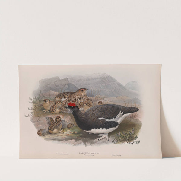 Lagopus mutus. Summer plumage. Ptarmigan (summer plumage). (1862-1873) by John Gould