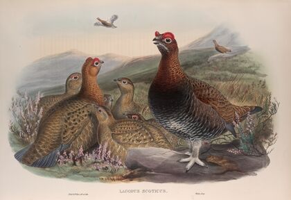 Lagopus scoticus. Red Grouse. (1862-1873)