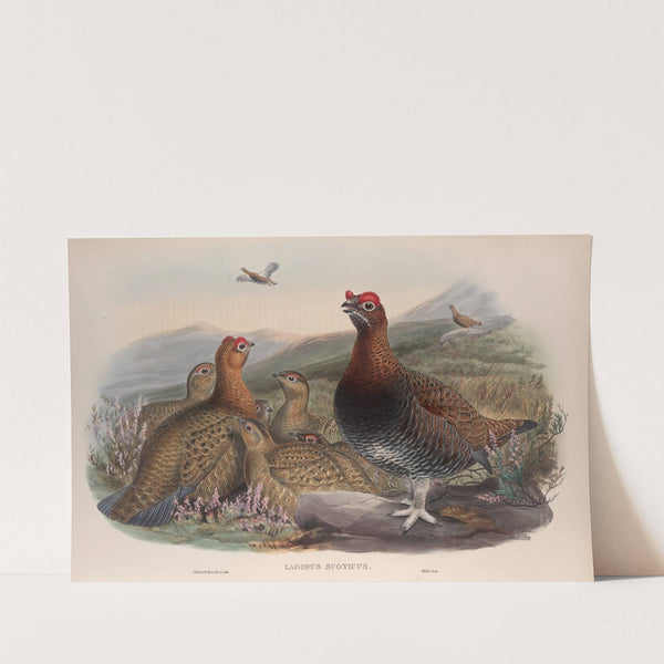 Lagopus scoticus. Red Grouse. (1862-1873) by John Gould