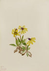 Canada Buffaloberry (Lepargyrea canadensis) (1916)