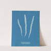 Laminaria fascia. by Anna Atkins
