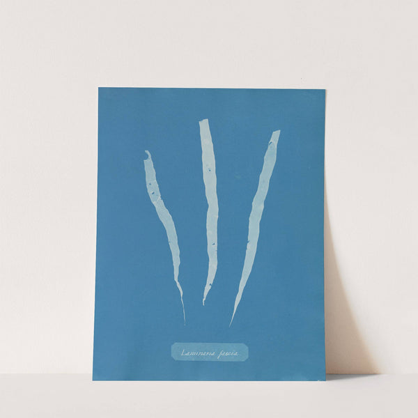 Laminaria fascia. by Anna Atkins