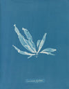 Laminaria phyllitis