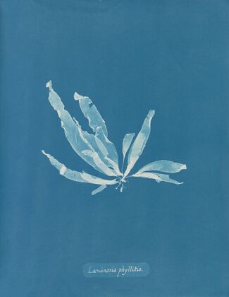 Laminaria phyllitis