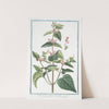 Lamium, folio oblongo, flore rubro - Urtica morta - L&#039;Archangelique.(Dead-nettle) by Giorgio Bonelli