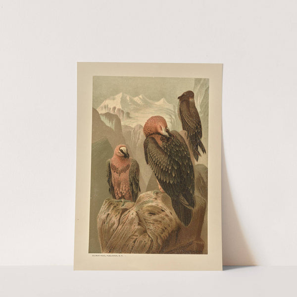 Lammergeyer by Louis Prang