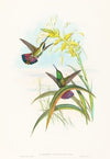 Lampornis veraguensis (Veraguan Mango)