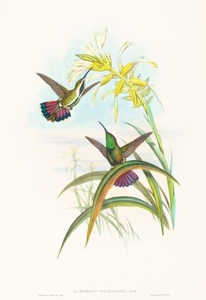 Lampornis veraguensis (Veraguan Mango)