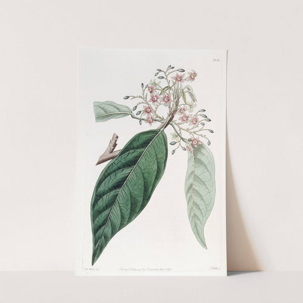 Lanceolate Sterculia (1815-1819) by Sydenham Edwards
