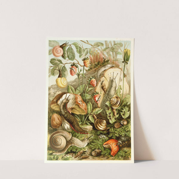 Land molluscs by H. Morin