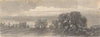 Landscape –Â Trees