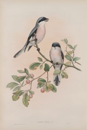Lanius minor. Rose-Breasted Shrike (1862-1873)