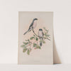 Lanius minor. Rose-Breasted Shrike (1862-1873) by John Gould
