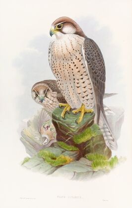 Lanner Falcon