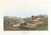 Lapland long-spur