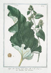 Lappa sive Bardana, major flore albo – Bardana – Bardane. (Burdock, clotbur, cocklebur, grass burdock, hardock, hareburr, hurrburr, turkey burrseed)