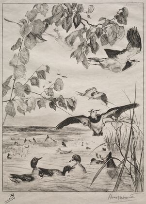 Lapwings and Teals