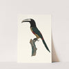 L&#039;Aracari, à ceinture rouge. by Jacques Barraband