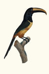 L’Aracari, Ã  cinture [ceinture] rouge, dans son extrÃªme viellesse.