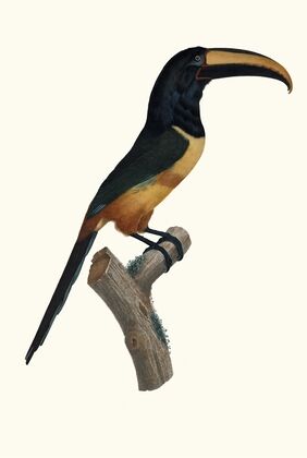 L’Aracari, Ã  cinture [ceinture] rouge, dans son extrÃªme viellesse.