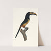 L&#039;Aracari, à cinture [ceinture] rouge, dans son extrême viellesse. by Jacques Barraband